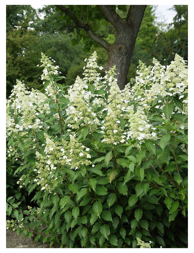 HYDRANGEA paniculata KYUSHU (Hortensia paniculé)