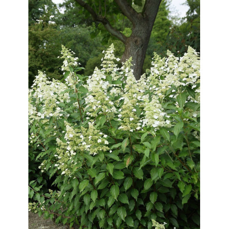 HYDRANGEA paniculata KYUSHU (Hortensia paniculé)