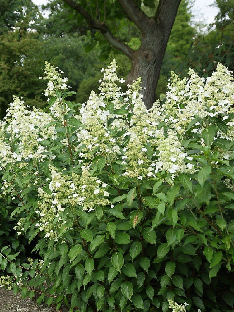 HYDRANGEA paniculata KYUSHU