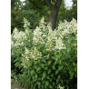 HYDRANGEA paniculata KYUSHU (Hortensia paniculé)