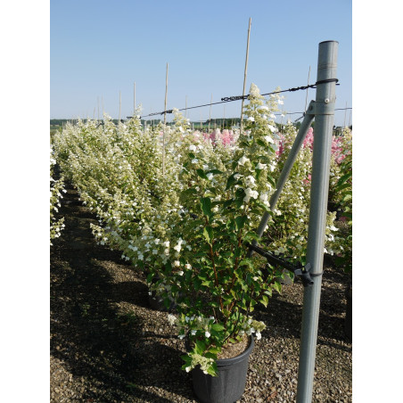 HYDRANGEA paniculata KYUSHU (Hortensia paniculé)