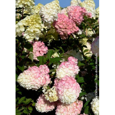 HYDRANGEA paniculata SUNDAE FRAISE® (Hortensia paniculé)