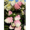 HYDRANGEA paniculata SUNDAE FRAISE® (Hortensia paniculé)