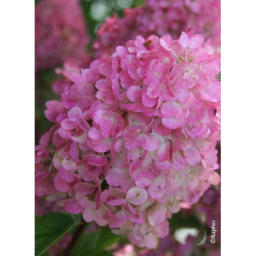 HYDRANGEA paniculata SUNDAE FRAISE® (Hortensia paniculé)