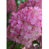 HYDRANGEA paniculata SUNDAE FRAISE® (Hortensia paniculé)