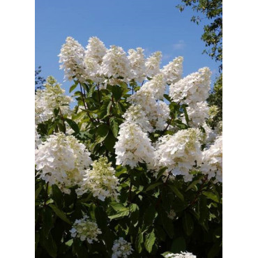 HYDRANGEA paniculata UNIQUE (Hortensia paniculé)