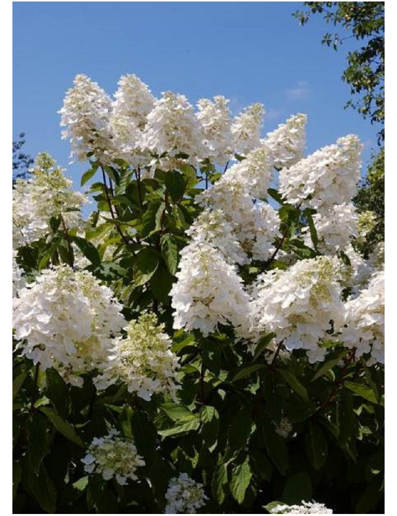 HYDRANGEA paniculata UNIQUE (Hortensia paniculé)