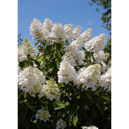 HYDRANGEA paniculata UNIQUE (Hortensia paniculé)