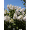 HYDRANGEA paniculata UNIQUE (Hortensia paniculé)