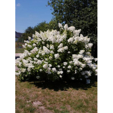 HYDRANGEA paniculata UNIQUE (Hortensia paniculé)