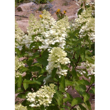 HYDRANGEA paniculata UNIQUE (Hortensia paniculé)