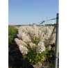 HYDRANGEA paniculata UNIQUE (Hortensia paniculé) En pot de 15-20 litres forme buisson