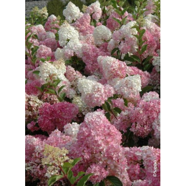 HYDRANGEA paniculata VANILLE FRAISE® (Hortensia paniculé)