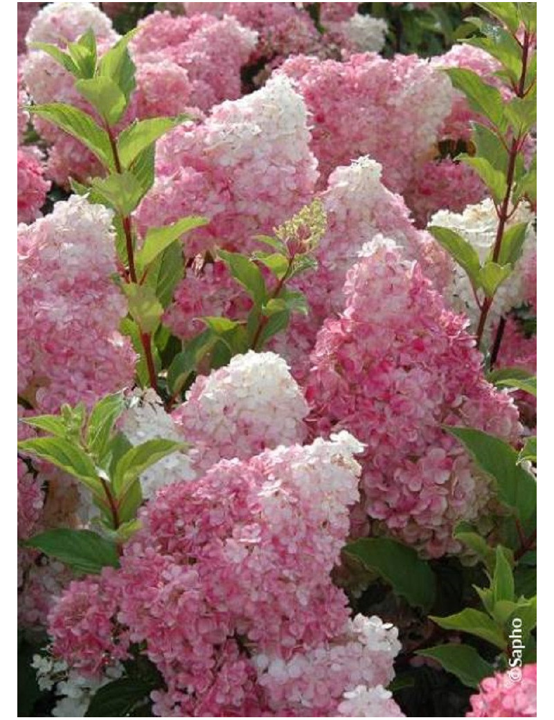 HYDRANGEA paniculata VANILLE FRAISE® (Hortensia paniculé)