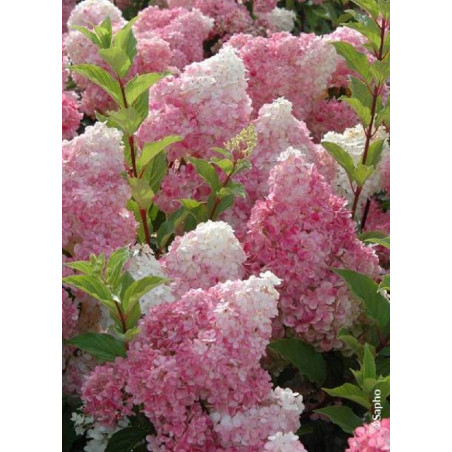 HYDRANGEA paniculata VANILLE FRAISE® (Hortensia paniculé)