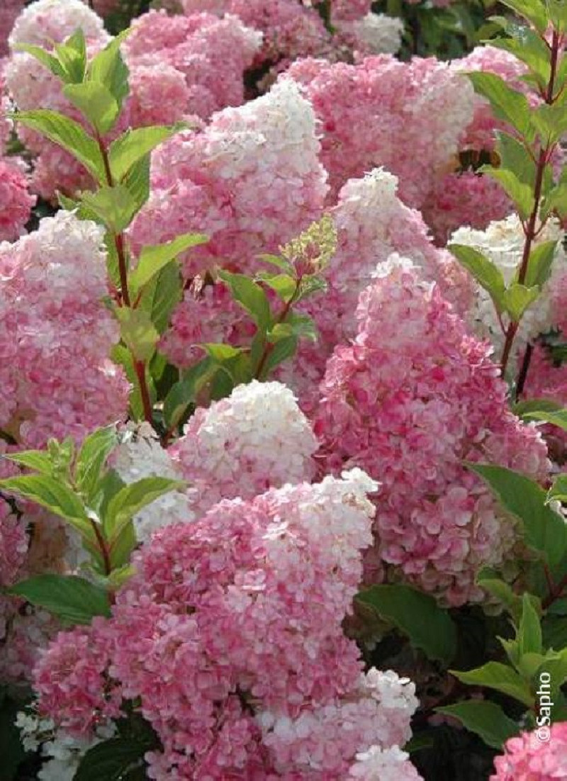 HYDRANGEA paniculata VANILLE FRAISE