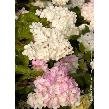 HYDRANGEA paniculata VANILLE FRAISE® (Hortensia paniculé)