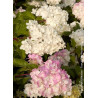 HYDRANGEA paniculata VANILLE FRAISE® (Hortensia paniculé)