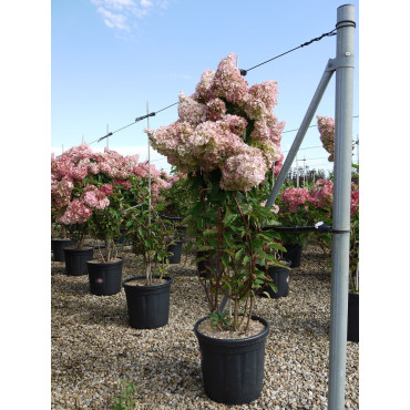 HYDRANGEA paniculata VANILLE FRAISE® (Hortensia paniculé) En pot de 15-20 litres forme buisson