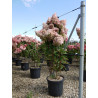 HYDRANGEA paniculata VANILLE FRAISE® (Hortensia paniculé) En pot de 15-20 litres forme buisson