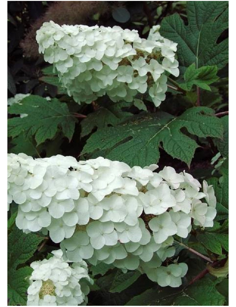 HYDRANGEA quercifolia SNOW QUEEN (Hortensia à feuilles de chêne)