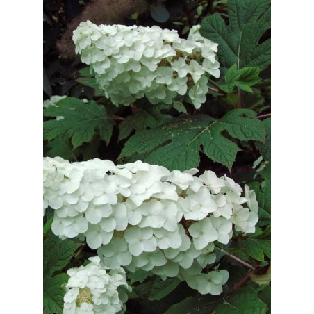 HYDRANGEA quercifolia SNOW QUEEN (Hortensia à feuilles de chêne)