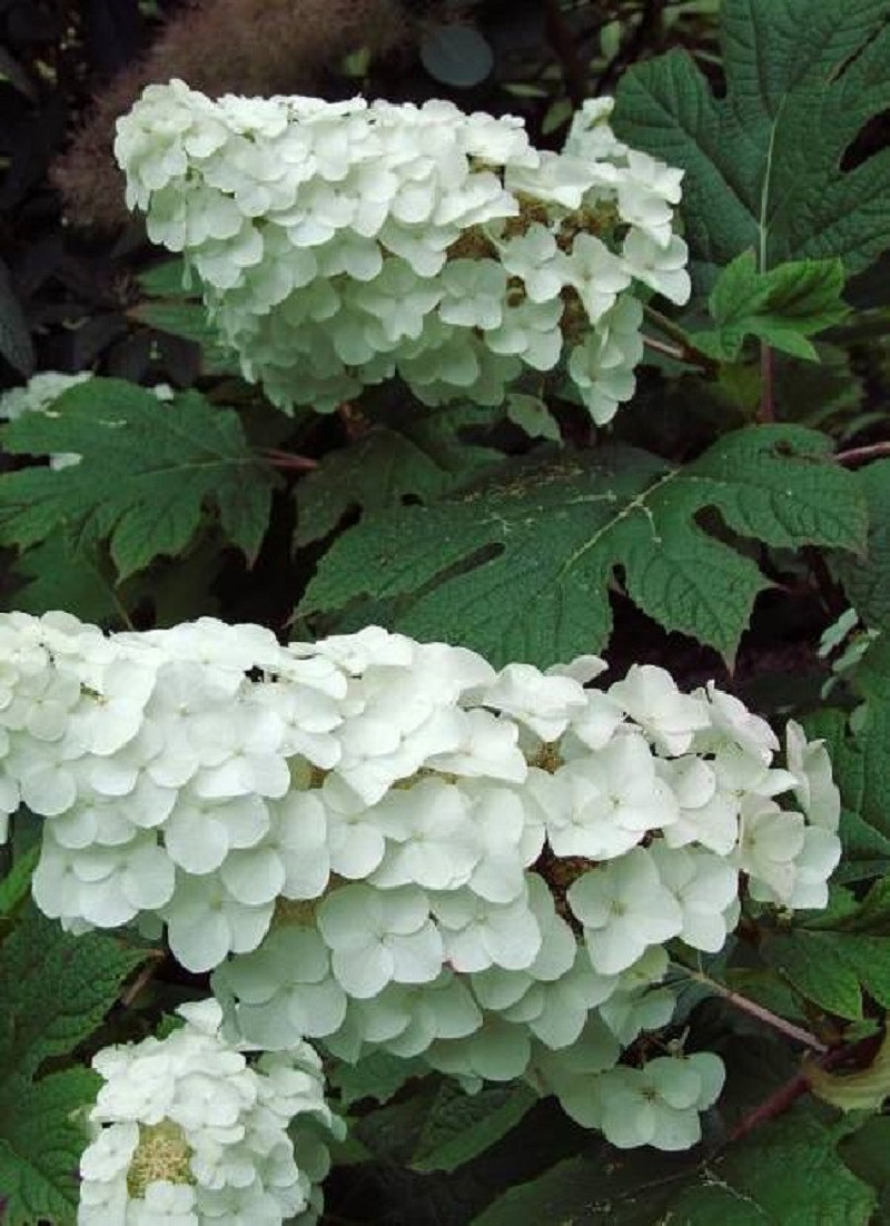 HYDRANGEA quercifolia SNOW QUEEN