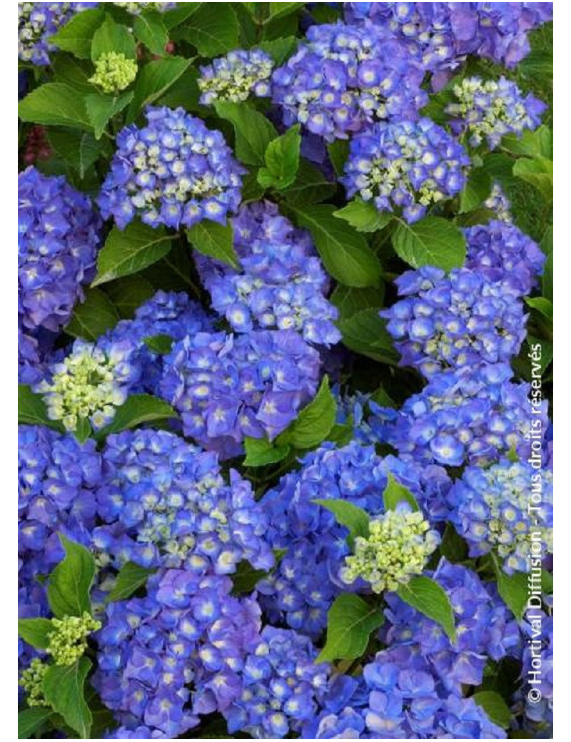 HYDRANGEA RENATE STEINIGER (Hortensia)