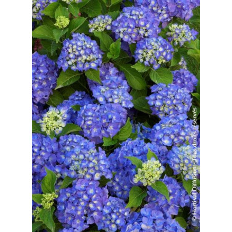 HYDRANGEA RENATE STEINIGER (Hortensia)