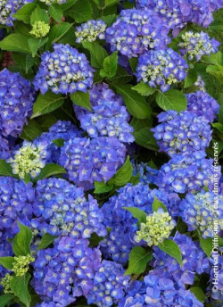 HYDRANGEA RENATE STEINIGER