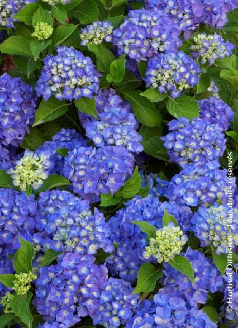HYDRANGEA RENATE STEINIGER