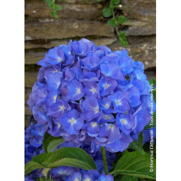 HYDRANGEA RENATE STEINIGER (Hortensia)