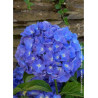 HYDRANGEA RENATE STEINIGER (Hortensia)