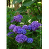 HYDRANGEA RENATE STEINIGER (Hortensia)