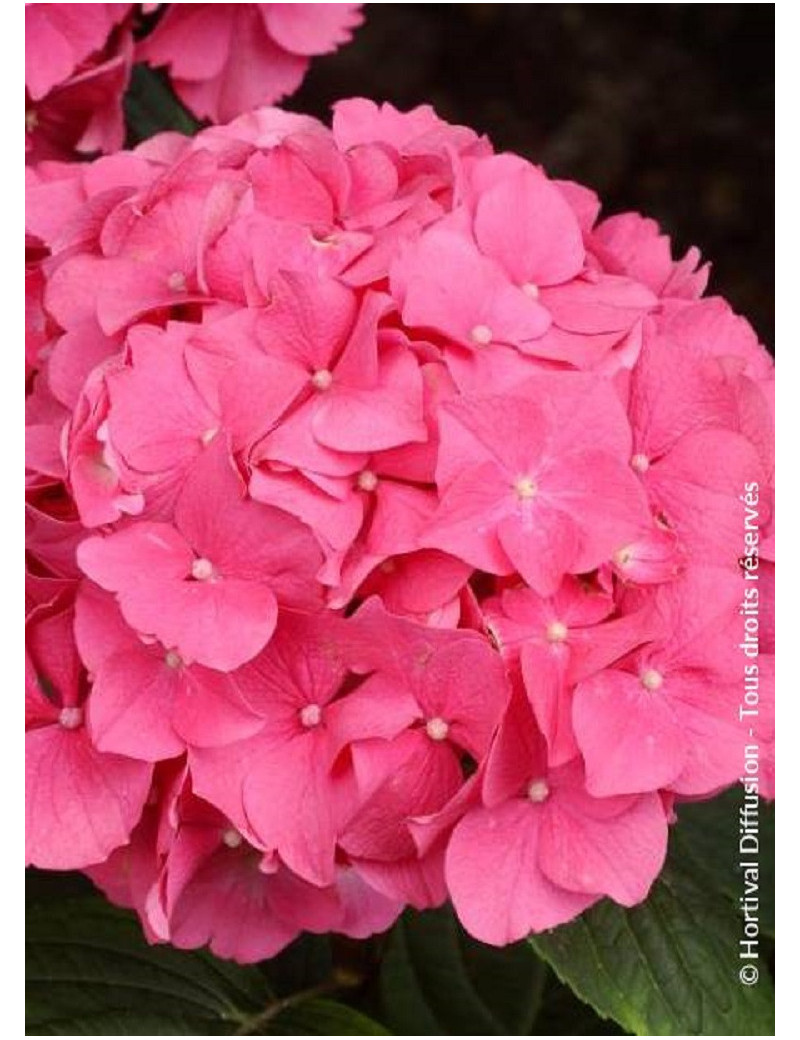 HYDRANGEA ROSITA (Hortensia)