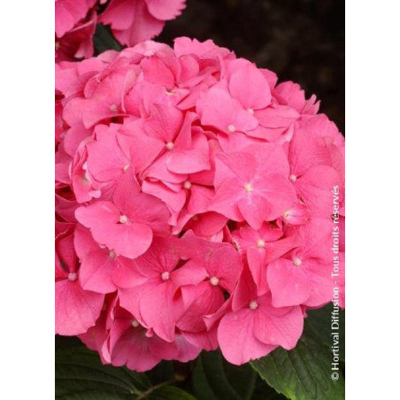 HYDRANGEA ROSITA (Hortensia)