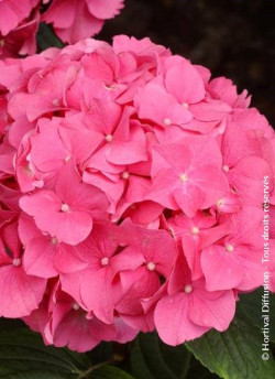 HYDRANGEA ROSITA