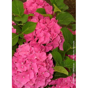 HYDRANGEA ROSITA (Hortensia)