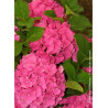 HYDRANGEA ROSITA (Hortensia)