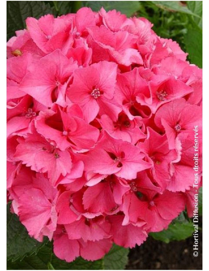 HYDRANGEA SYBILLA (Hortensia)