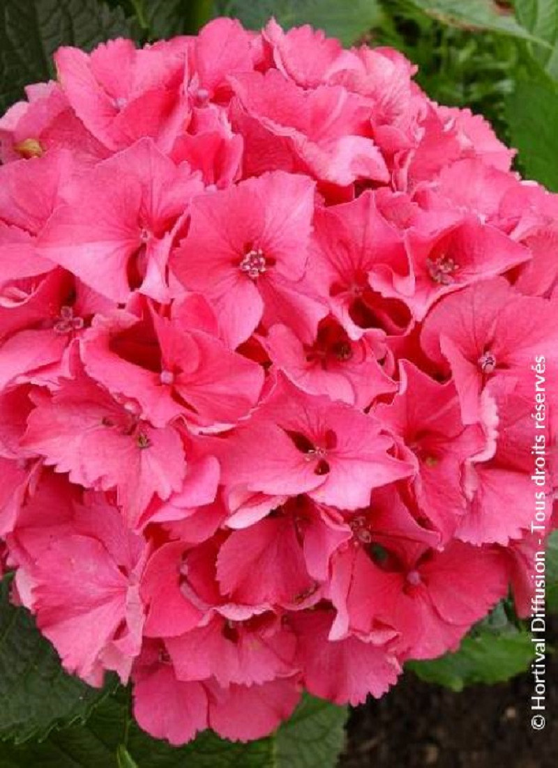 HYDRANGEA SYBILLA