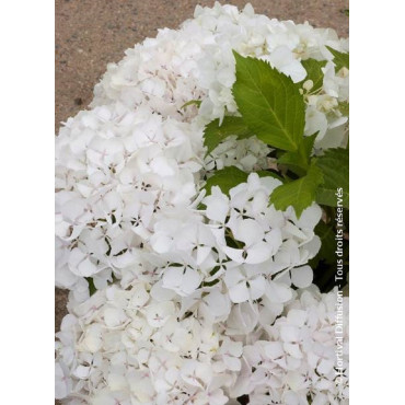 HYDRANGEA SŒUR THÉRÈSE (Hortensia)