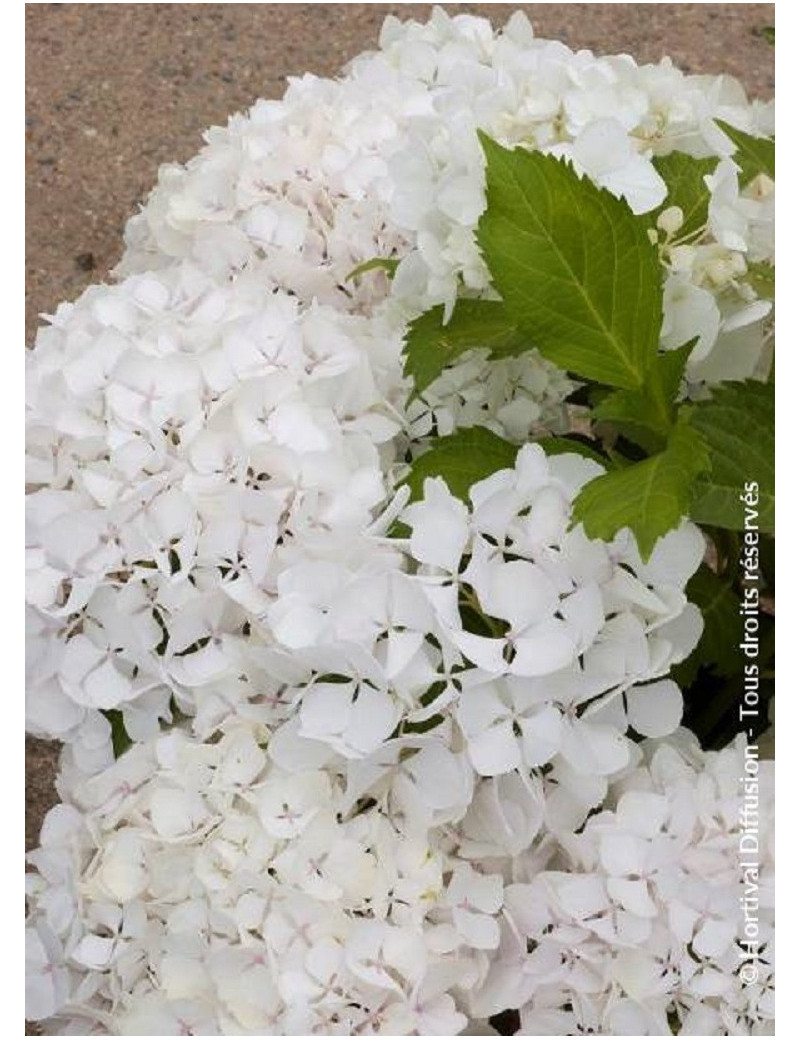 HYDRANGEA SŒUR THÉRÈSE (Hortensia)