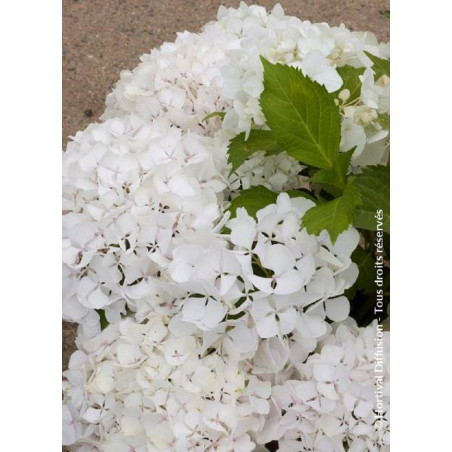 HYDRANGEA SŒUR THÉRÈSE (Hortensia)