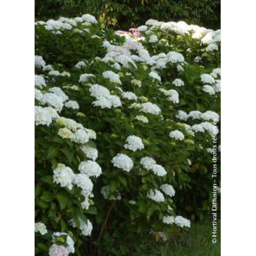 HYDRANGEA SŒUR THÉRÈSE (Hortensia)