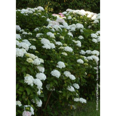 HYDRANGEA SŒUR THÉRÈSE (Hortensia)