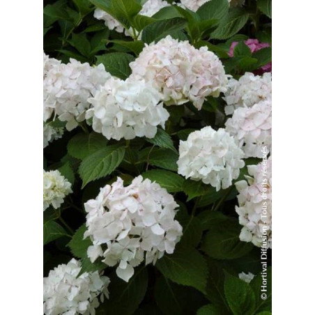 HYDRANGEA SŒUR THÉRÈSE (Hortensia)