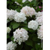 HYDRANGEA SŒUR THÉRÈSE (Hortensia)