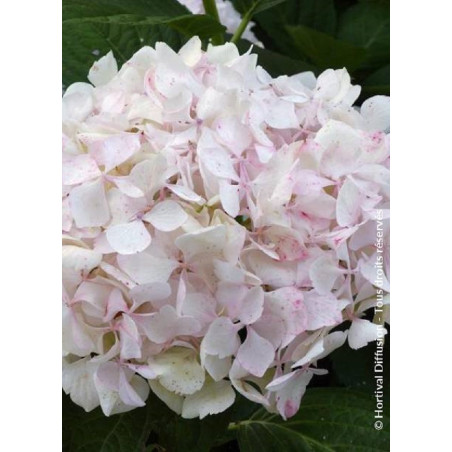 HYDRANGEA SŒUR THÉRÈSE (Hortensia)