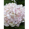 HYDRANGEA SŒUR THÉRÈSE (Hortensia)